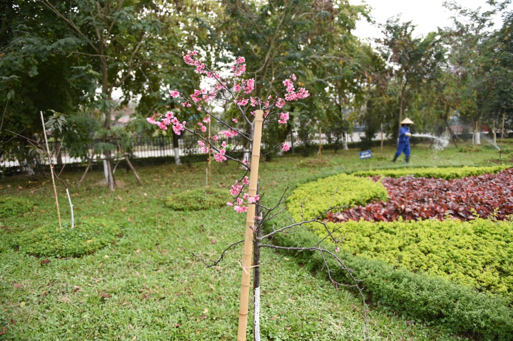 Ngắm hoa anh đào rực rỡ giữa lòng Thủ đô Hà Nội ngam hoa anh dao ruc ro giua long thu do ha noi