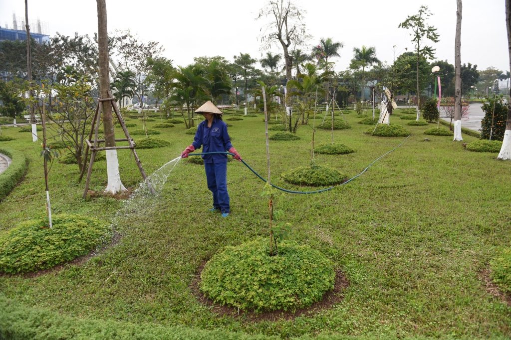 Ngắm hoa anh đào rực rỡ giữa lòng Thủ đô Hà Nội ngam hoa anh dao ruc ro giua long thu do ha noi