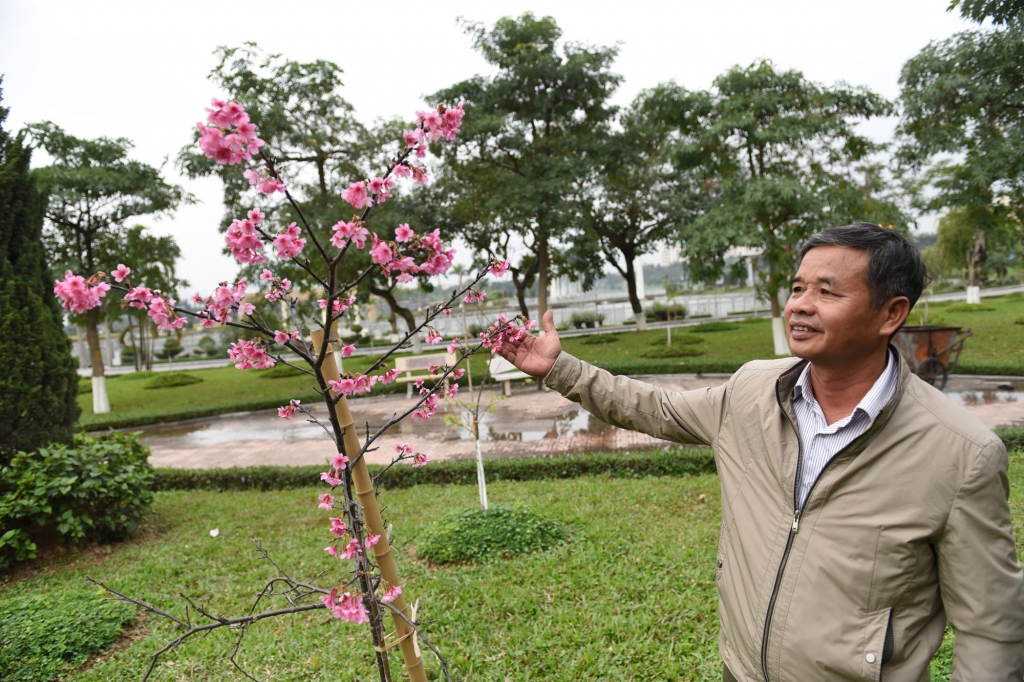 Ngắm hoa anh đào rực rỡ giữa lòng Thủ đô Hà Nội ngam hoa anh dao ruc ro giua long thu do ha noi