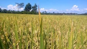 Hà Nội bãi bỏ 82 thủ tục hành chính lĩnh vực nông nghiệp và phát triển nông thôn ha noi bai bo 82 thu tuc hanh chinh linh vuc nong nghiep va phat trien nong thon