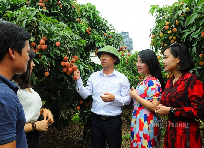 Thủ tướng cho phép 309 thương nhân Trung Quốc sang mua vải thiều Lục Ngạn thu tuong cho phep 309 thuong nhan trung quoc sang mua vai thieu luc ngan