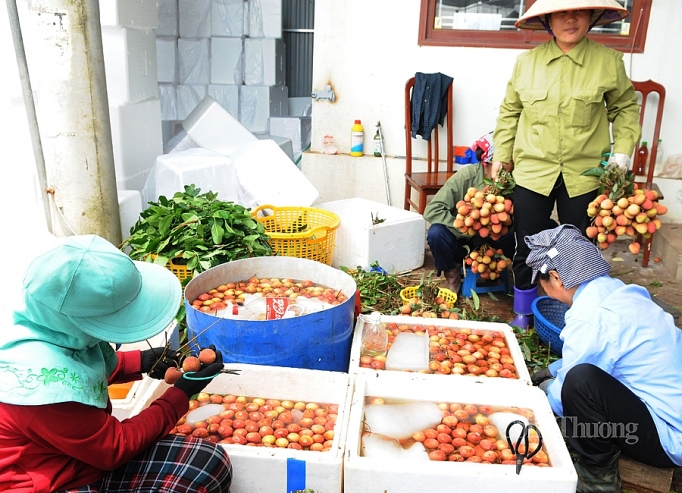 Thủ tướng cho phép 309 thương nhân Trung Quốc sang mua vải thiều Lục Ngạn thu tuong cho phep 309 thuong nhan trung quoc sang mua vai thieu luc ngan