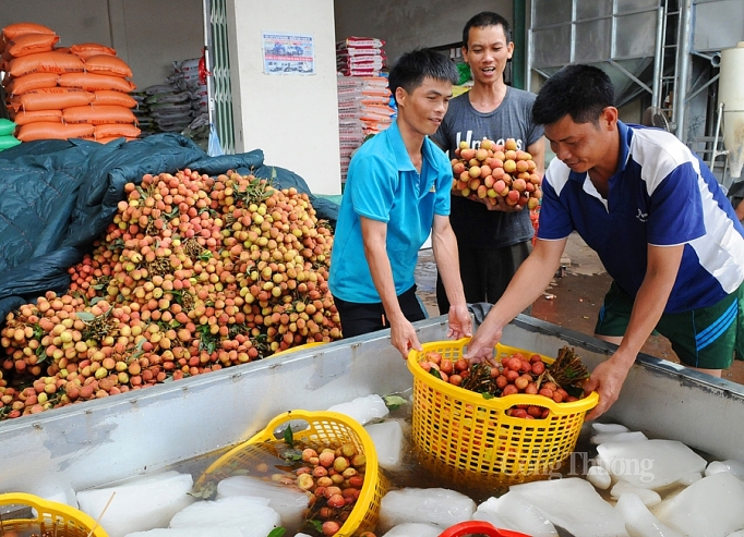 Thủ tướng cho phép 309 thương nhân Trung Quốc sang mua vải thiều Lục Ngạn thu tuong cho phep 309 thuong nhan trung quoc sang mua vai thieu luc ngan