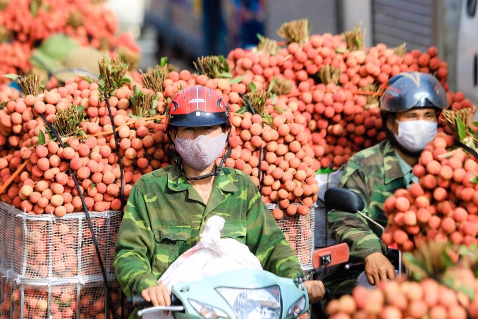Bắc Giang có một mùa vải thiều thắng lợi trong bối cảnh dịch Covid-19 diễn biến phức tạp Bắc Giang có một mùa vải thiều thắng lợi trong bối cảnh dịch Covid-19 diễn biến phức tạp