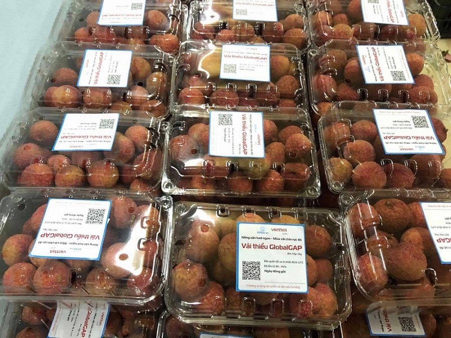 hơn 3 tấn vải thiều Bắc Giang đạt tiêu chuẩn xuất khẩu GlobalGAP đã được sàn thương mại điện tử (TMĐT) Vỏ Sò xuất khẩu và thông quan thuận lợi tại cảng sân bay Frankfurt (CHLB Đức) hơn 3 tấn vải thiều Bắc Giang đạt tiêu chuẩn xuất khẩu GlobalGAP đã được sàn thương mại điện tử (TMĐT) Vỏ Sò xuất khẩu và thông quan thuận lợi tại cảng sân bay Frankfurt (CHLB Đức)