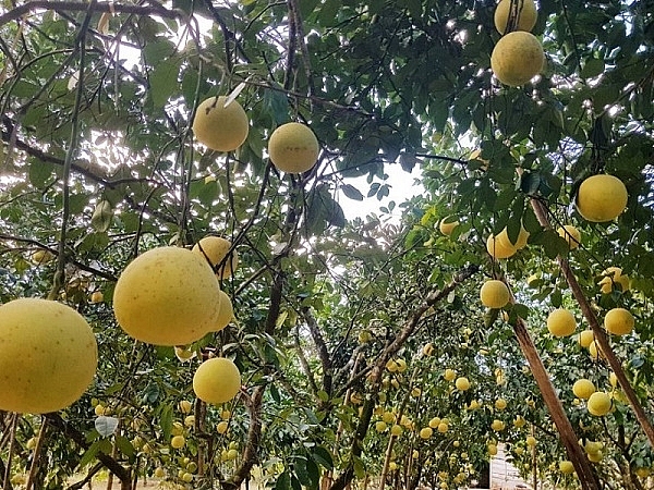 Buwoir Phúc Trạch đang vào mùa thu hoạch Buwoir Phúc Trạch đang vào mùa thu hoạch