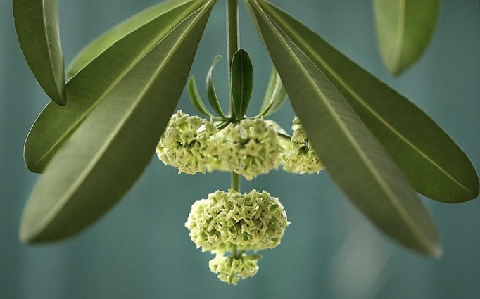 Đẹp nao lòng mùa thu Hà Nội de p nao lo ng mu a thu ha no i