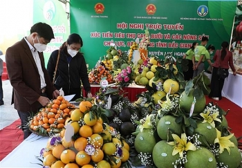 Lục Ngạn: Tập trung nhiều giải pháp hỗ trợ người dân tiêu thụ nông sản