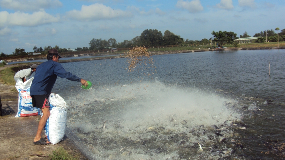 Tightened controls imposed on antibiotic residues for Tra fish exports tightened controls imposed on antibiotic residues for tra fish exports