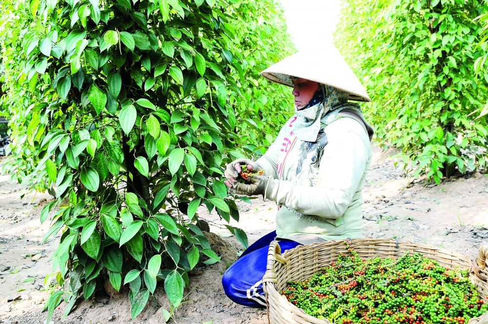 vietnam eyes eu trade deal for hotter pepper exports