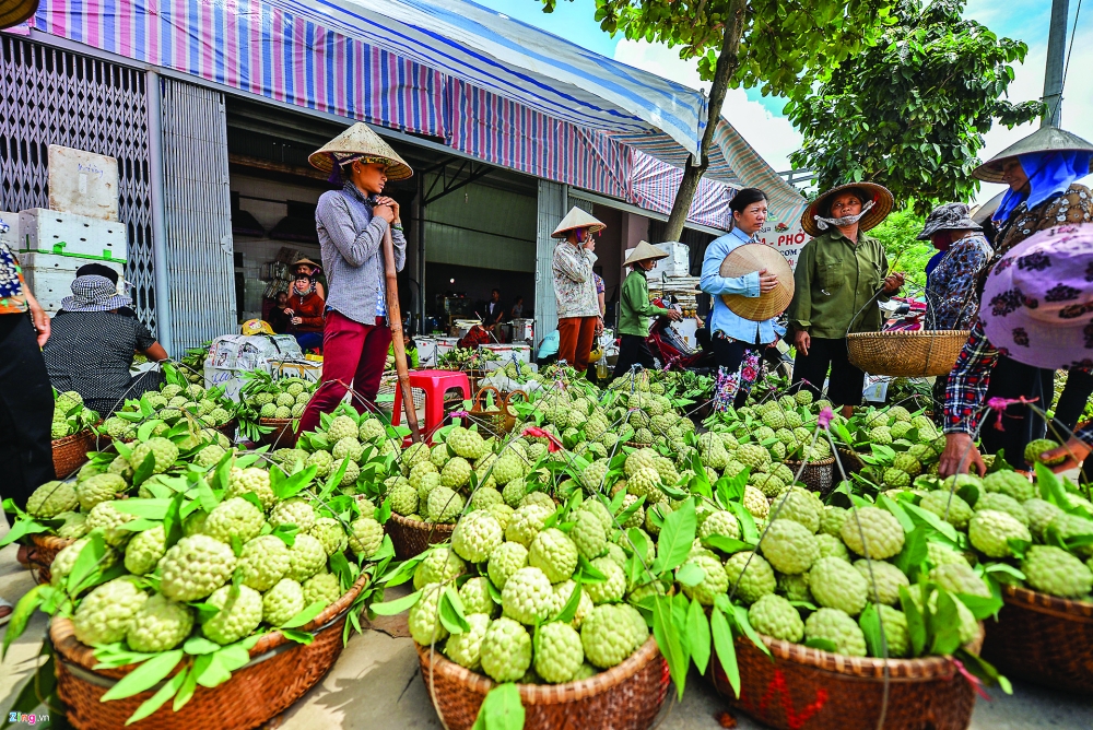 vietnam looks to china for chi lang custard apple exports