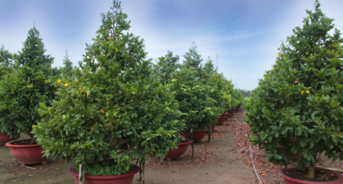 mai-tet-sai-gon-hut-khach