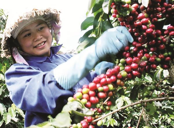 nganh ca phe chua bot kho