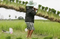 Các nhà xuất khẩu gạo của châu Á đang gây ra một cuộc chiến giá cả