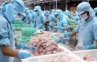 Năm 2019: Xuất khẩu cá tra hướng tới mục tiêu 2,3 tỷ USD