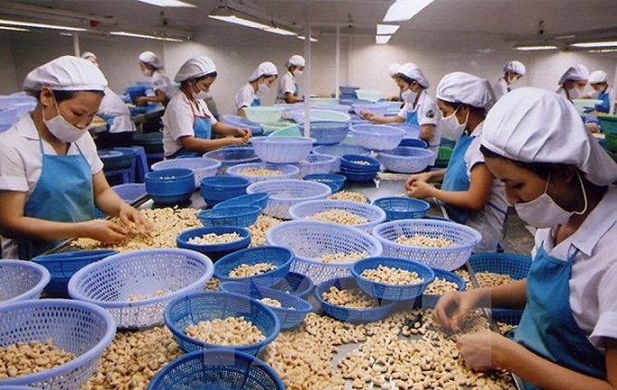 Ngành điều: Làm gì để hóa giải nghịch lý? nganh dieu lam gi de hoa giai nghich ly