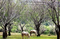 THÁC YANGBAY: Vùng đất huyền thoại