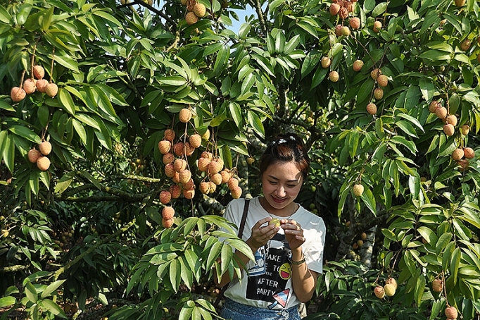 vai thieu chinh danh sang nhat