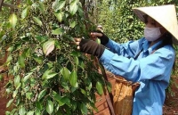 Xuất khẩu hồ tiêu: Chất lượng trên hết