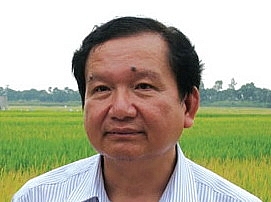 Tiêu thụ lúa, gạo cho nông dân: Tìm thị trường mới tieu thu lua gao cho nong dan tim thi truong moi