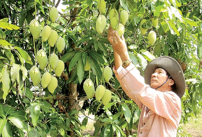 xoai viet chinh phuc thi truong my