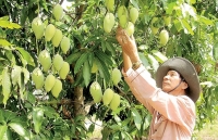 Xoài Việt chinh phục thị trường Mỹ