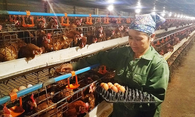 evfta huong di nao cho nganh chan nuoi