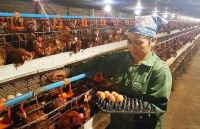 EVFTA: Hướng đi nào cho ngành chăn nuôi?