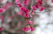 Hàng nghìn cành hoa anh đào sắp khoe sắc ở Hà Nội