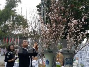 Tưng bừng khai mạc triển lãm hoa anh đào tại Hà Nội