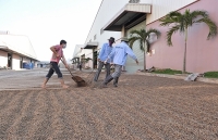 Cà phê Việt: Loay hoay với