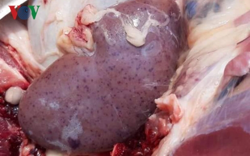 dien bien xuat hien dich ta lon chau phi