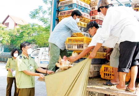 Siết xử lý vi phạm lĩnh vực giống cây trồng, kiểm dịch thực vật, thú y siet xu ly vi pham linh vuc giong cay trong kiem dich thuc vat thu y