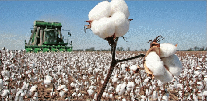 trien vong nganh bong nam 2019 bi anh huong boi cang thang thuong mai