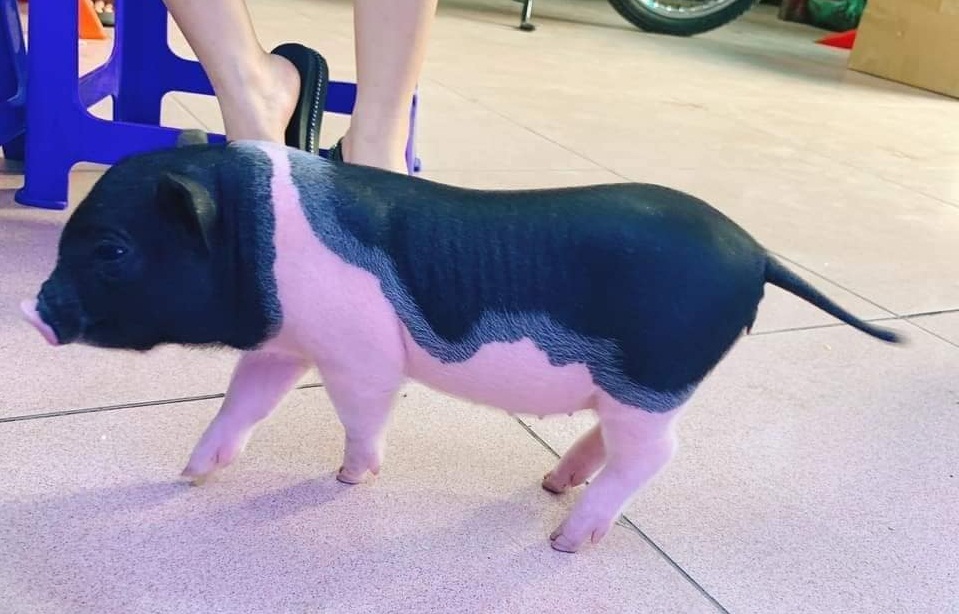 Kiểm soát buôn bán vận chuyển lợn cảnh kiem soat buon ban van chuyen lon canh