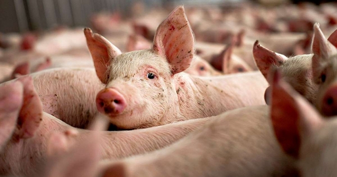 trung quoc tang muc nhap khau thit lon ky luc de xoa diu xung dot thuong mai voi my