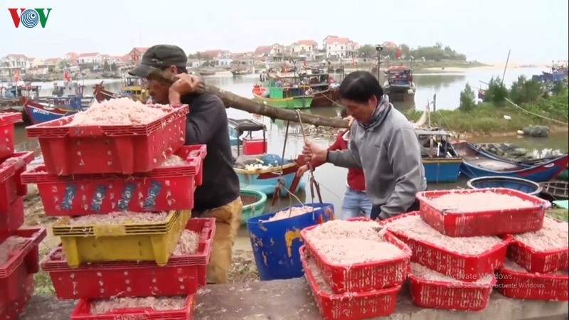 Quảng Bình: Ngư dân được mùa ruốc biển quang binh ngu dan duoc mua ruoc bien