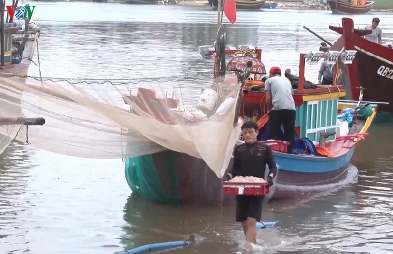 Quảng Bình: Ngư dân được mùa ruốc biển quang binh ngu dan duoc mua ruoc bien