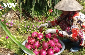 Trung Quốc tăng thu mua, nhiều loại trái cây hút hàng, tăng giá