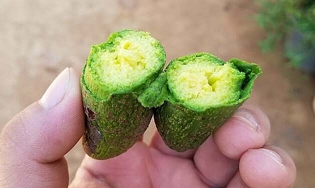 Bơ "mini" không hạt "sốt" hàng bo mini khong hat sot hang