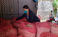 Tỏi Lý Sơn liên tục rớt giá vì Covid-19