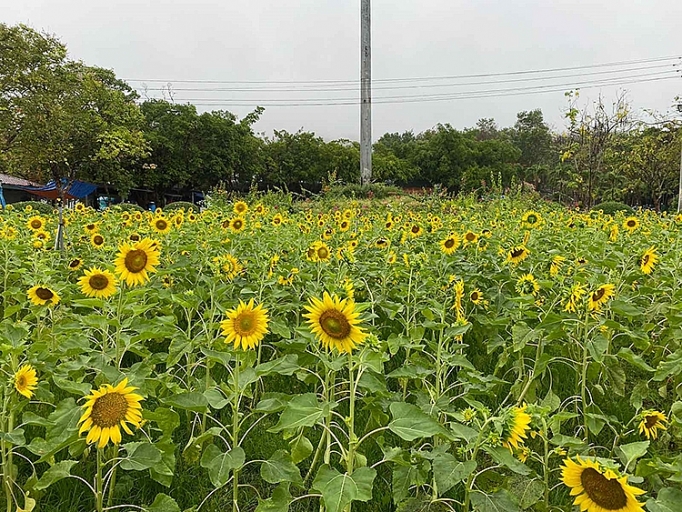 Du khách thích thú khám phá khu du lịch Núi Bà Đen ngày đầu mở cửa trở lại du khach thich thu kham pha khu du lich nui ba den ngay dau mo cua tro lai