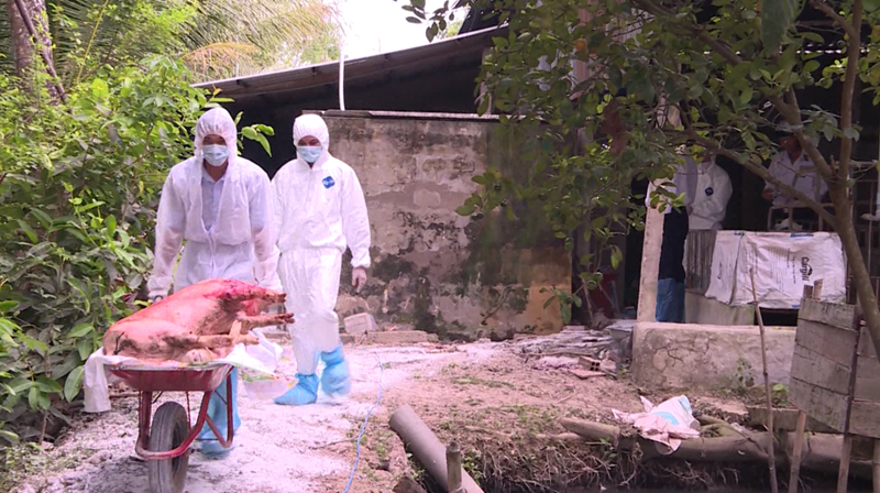 phat hien them cac o dich ta lon chau phi o hau giang