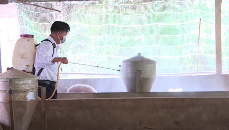 phat hien them cac o dich ta lon chau phi o hau giang