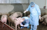 Dịch tả lợn châu Phi: Không đợi đến khi có dịch mới phòng, chống