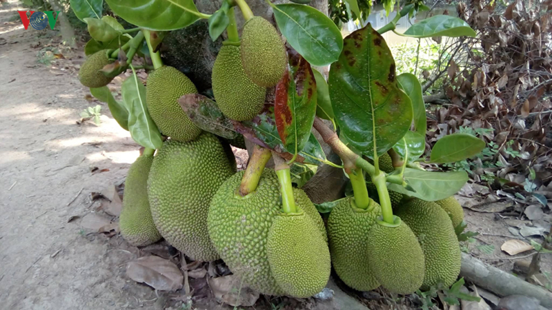“Cơn sốt” mít Thái và bài học cung cầu con sot mit thai va bai hoc cung cau