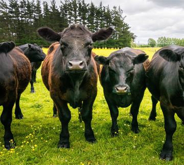 New Zealand khôi phục thị phần xuất khẩu nhờ thực thi CPTPP new zealand khoi phuc thi phan xuat khau nho thuc thi cptpp