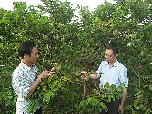 Na Chí Linh tăng giá trị nhờ phân bón Lâm Thao na chi linh duoc gia nho phan bon lam thao