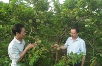 Na Chí Linh tăng giá trị nhờ phân bón Lâm Thao