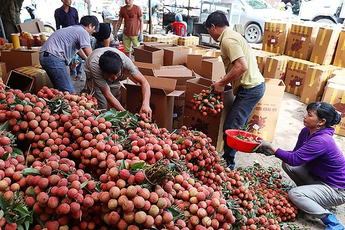 Không bị động trong tiêu thụ vải thiều - Kỳ I: Nỗi lo mùa quả chín khong bi dong trong tieu thu vai thieu ky i noi lo mua qua chin